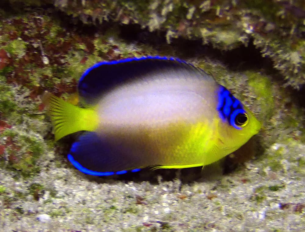 Multicolor Angelfish in a marine aquarium