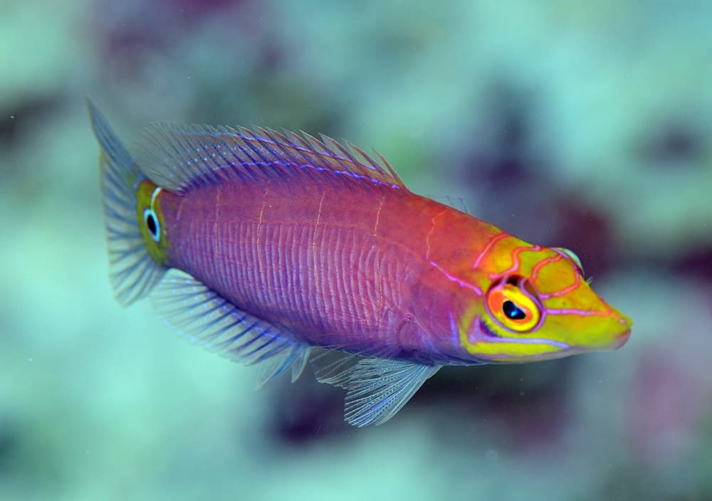 Mystery Wrasse swimming among reef rockwork