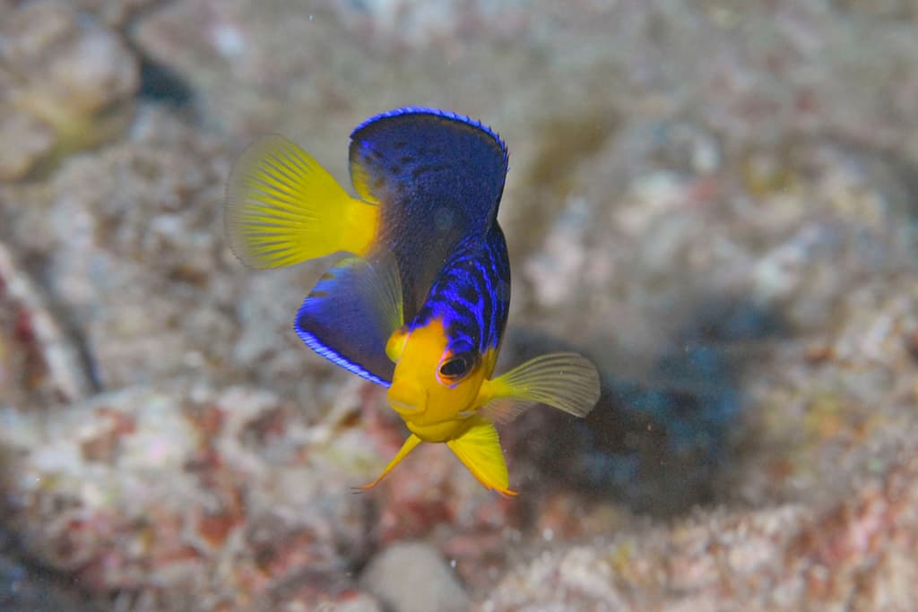 Nahacky's Angelfish in a marine aquarium