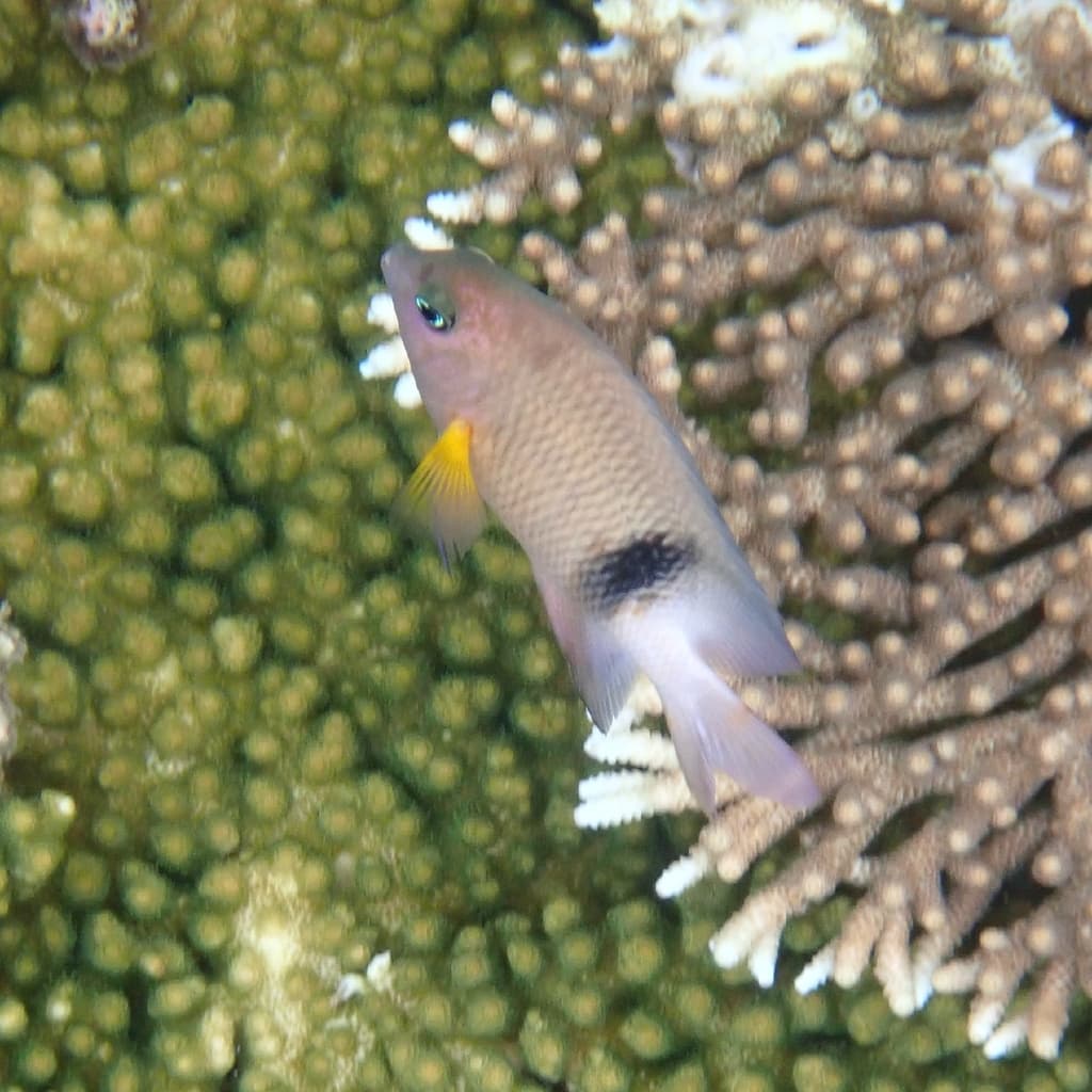 Narrowbar Damselfish in a marine aquarium