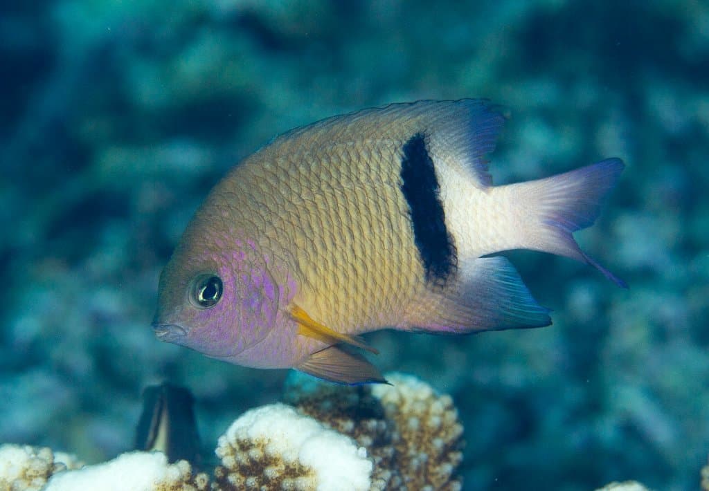 Narrowbar Damselfish in a marine aquarium