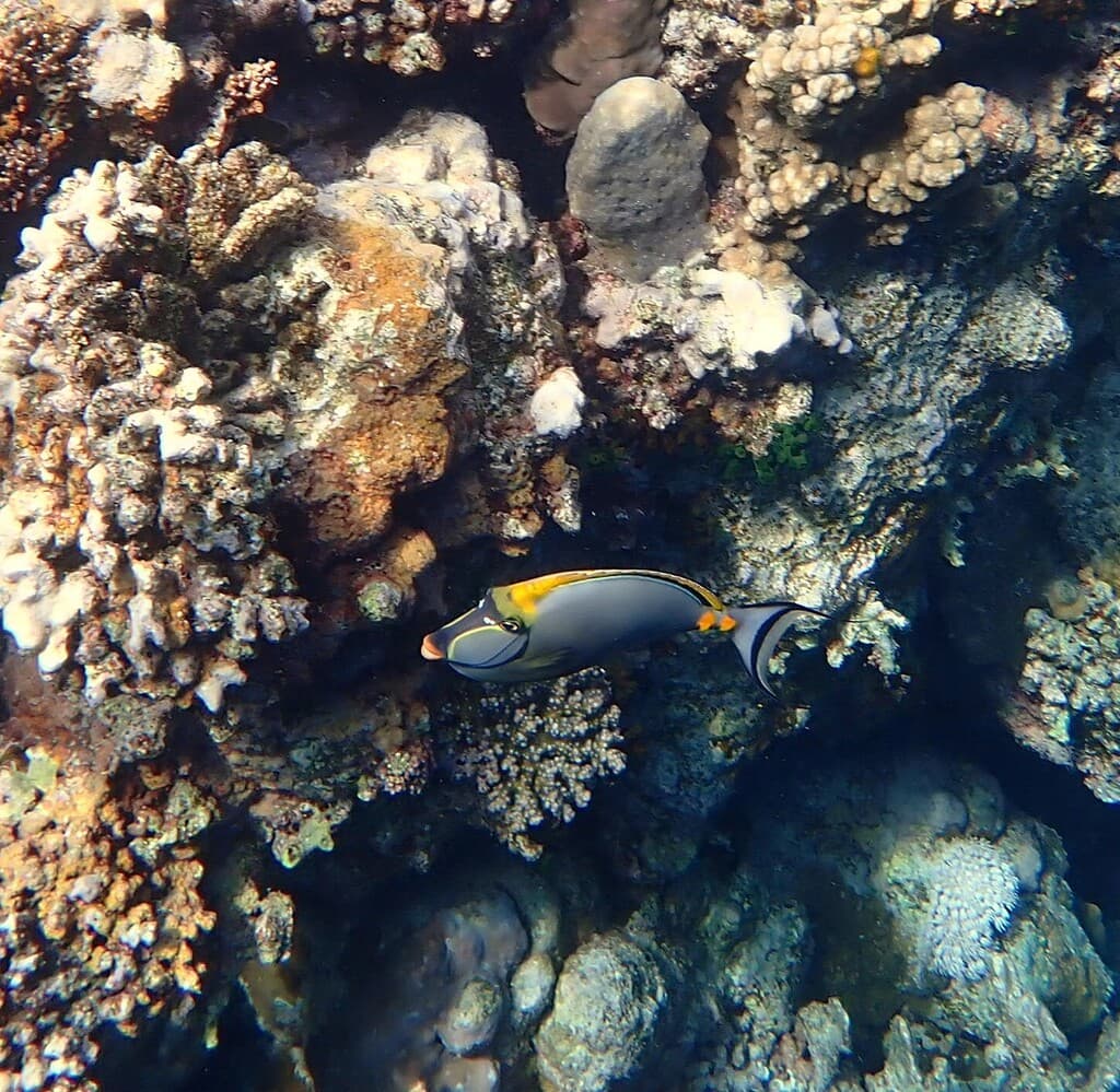 Naso Tang (Blonde) in a marine aquarium