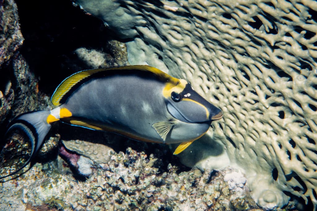 Naso Tang (Blonde) in a marine aquarium