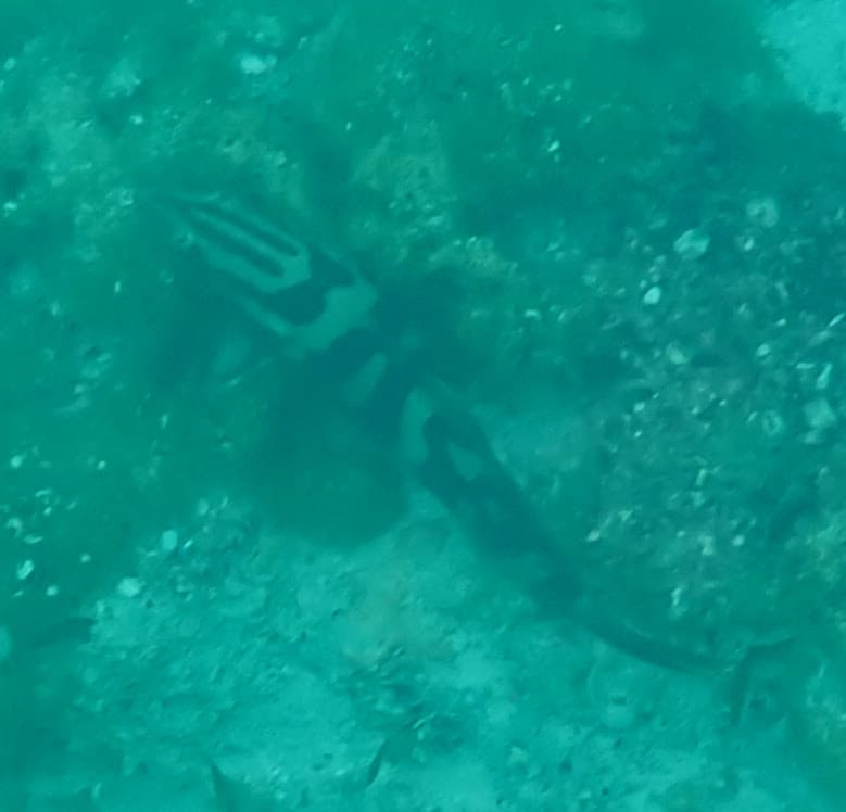 Nassau Grouper in a marine aquarium