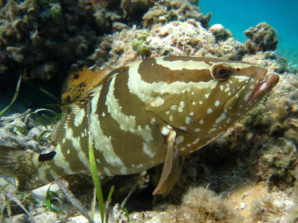 Nassau Grouper showing distinctive dark bars on light body