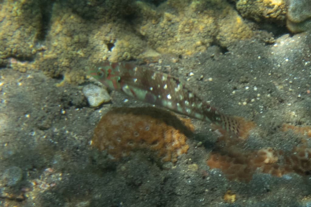 Nebulous Wrasse in a marine aquarium