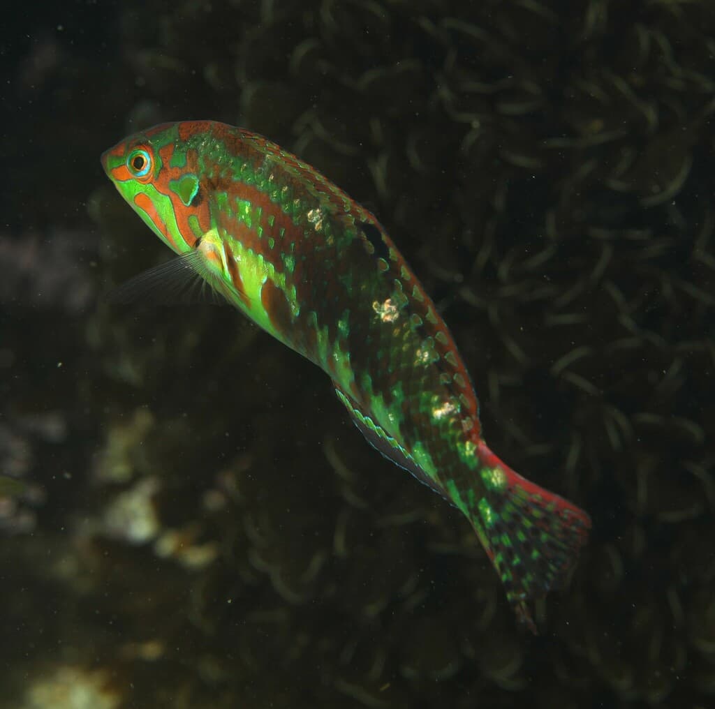 Nebulous Wrasse in a marine aquarium