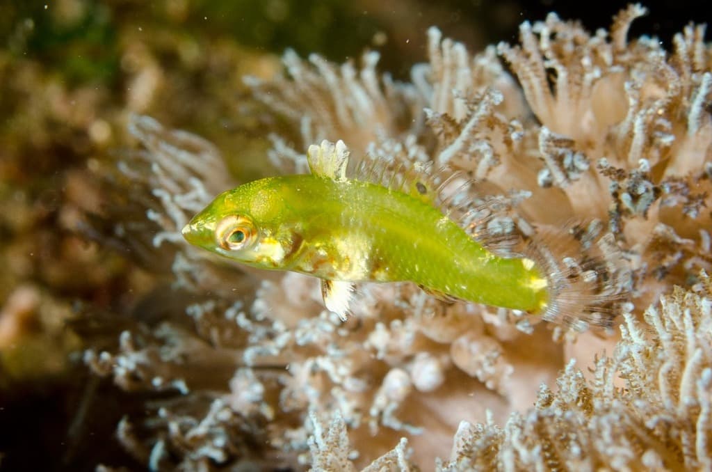 Nebulous Wrasse displaying cloudy green and yellow pattern in a reef aquarium
