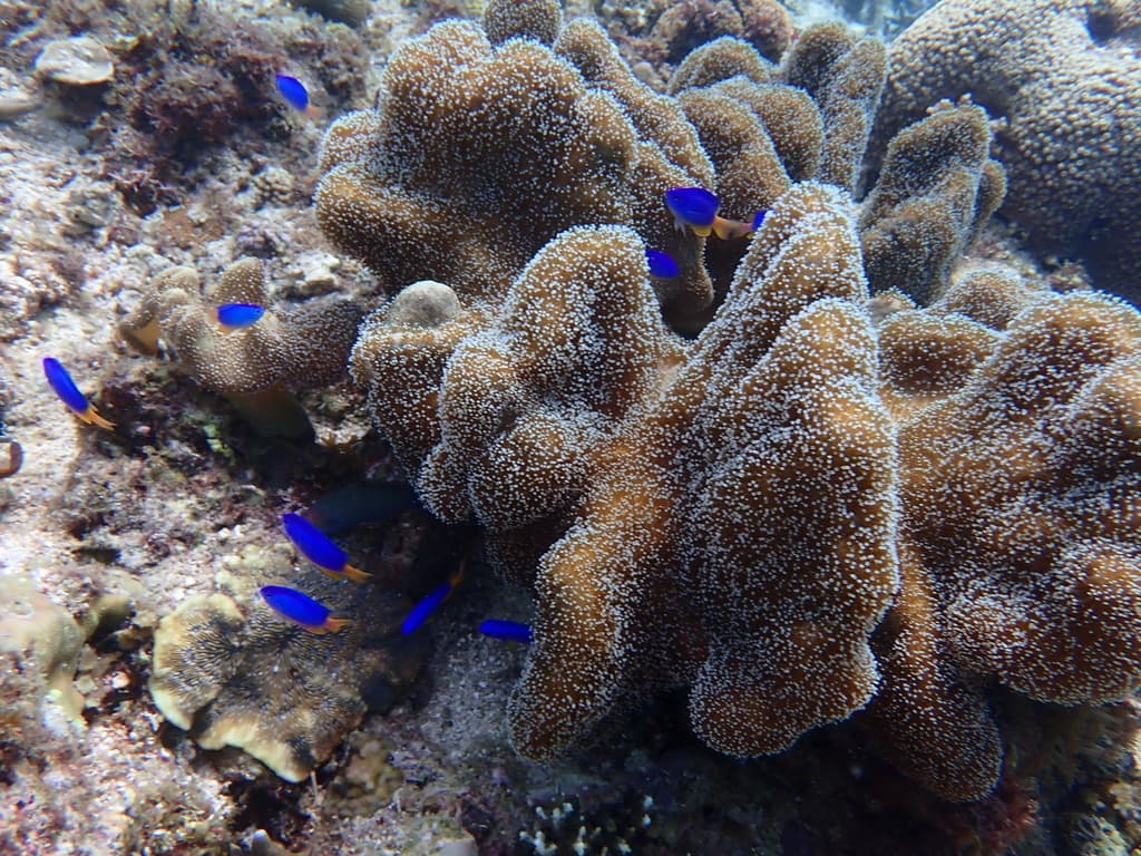Neon Damsel in a marine aquarium