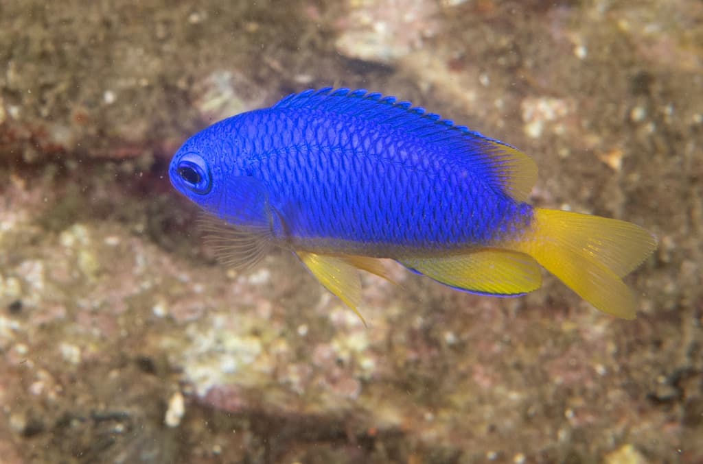 Neon Damsel in a marine aquarium