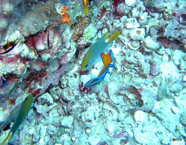 Neon Dottyback showing orange and blue