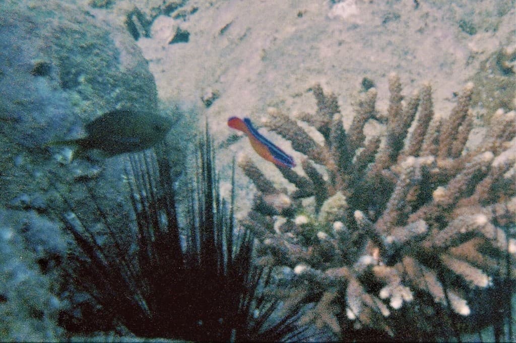 Neon Dottyback in aquarium