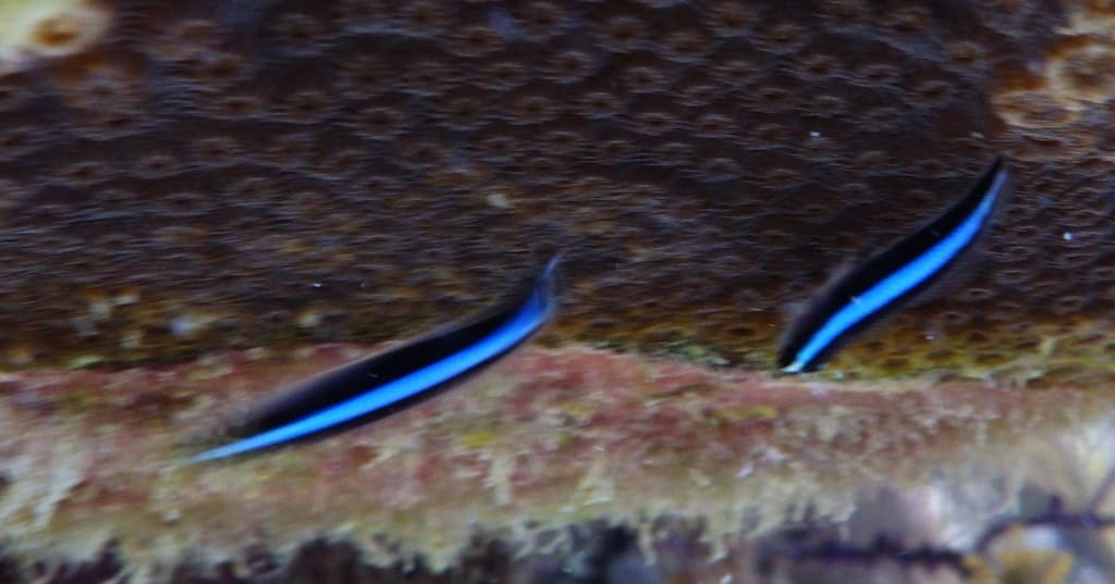 Neon Goby showing bright blue stripe