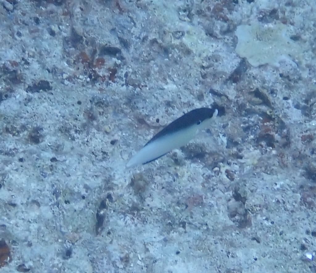 New Guinea Wrasse in a marine aquarium