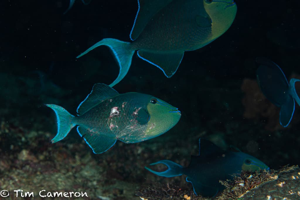 Niger Triggerfish profile view