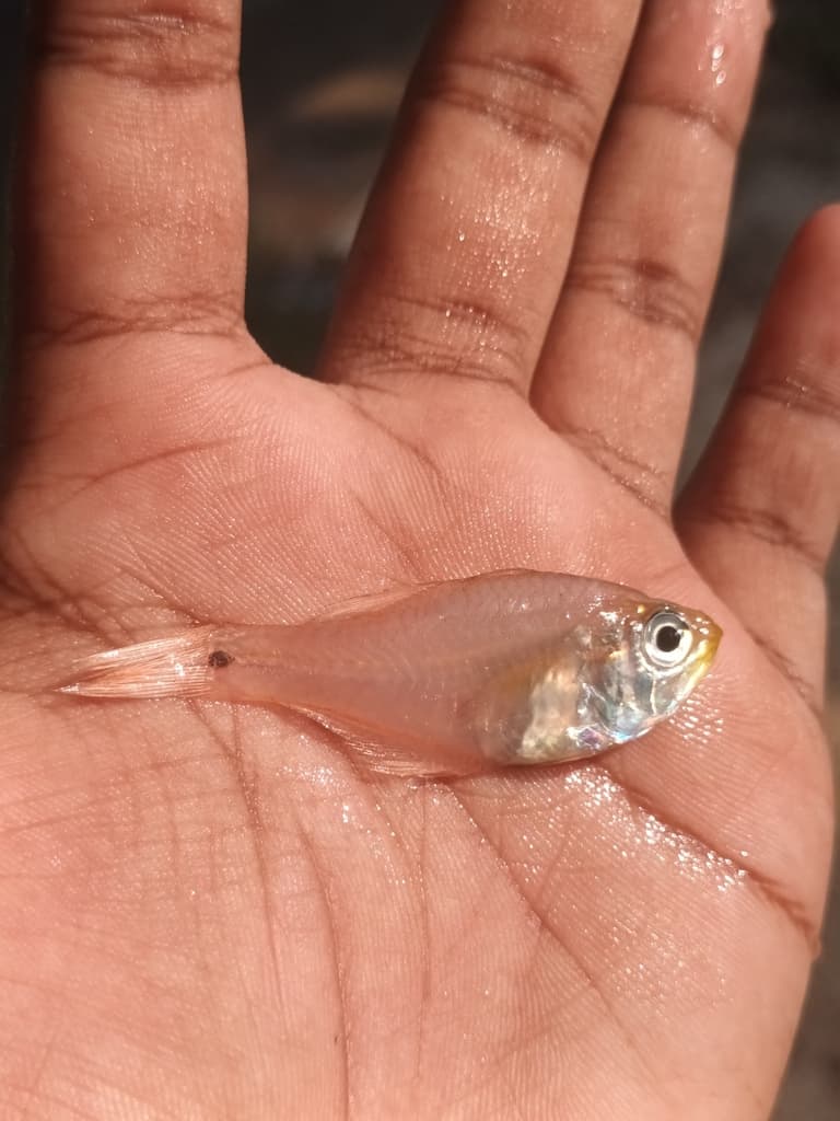 Oblique-banded Cardinalfish in a marine aquarium