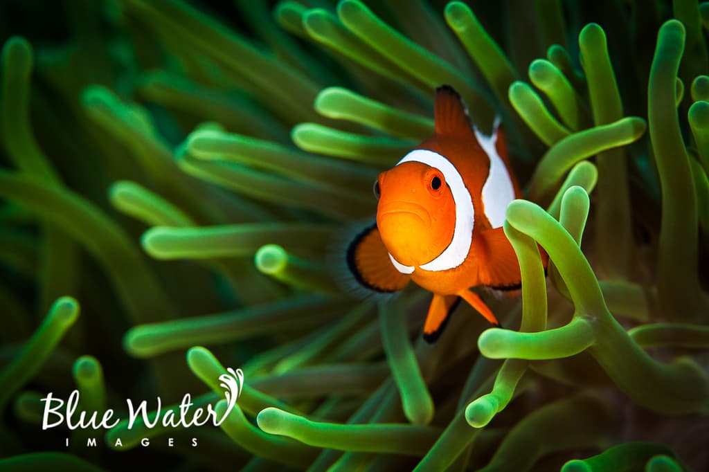 Ocellaris Clownfish in sea anemone