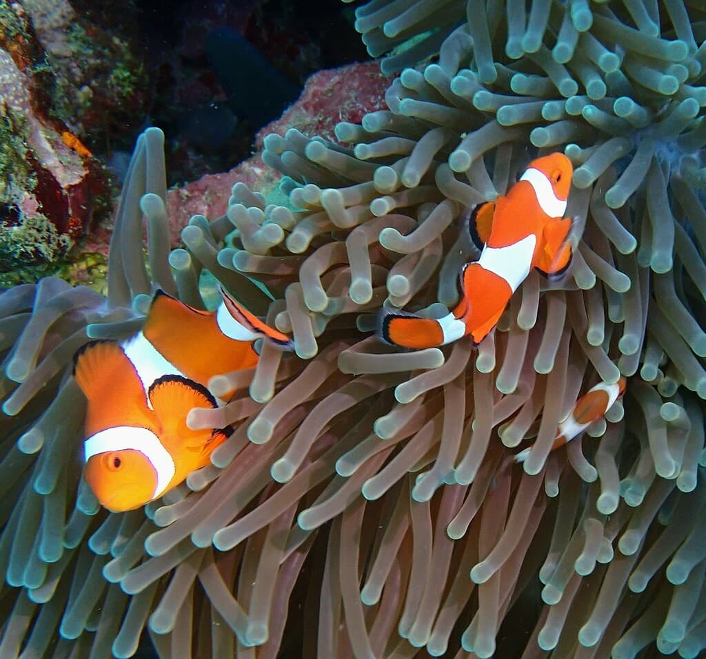 Ocellaris Clownfish close-up