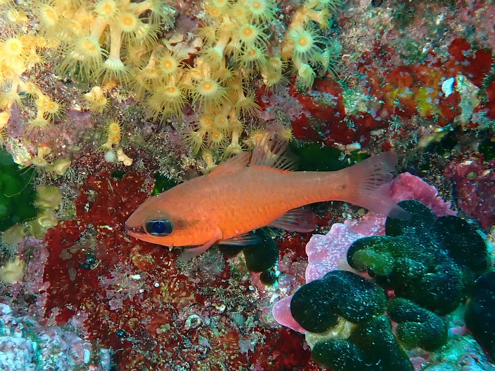 Ocellate Cardinalfish in a marine aquarium