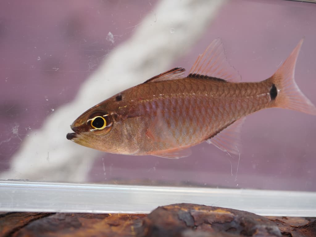 Ocellate Cardinalfish in a marine aquarium