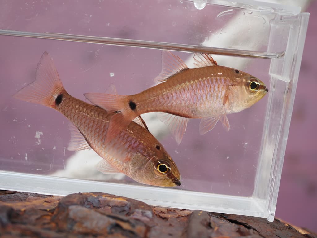 Ocellate Cardinalfish showing distinctive black ocellus spot