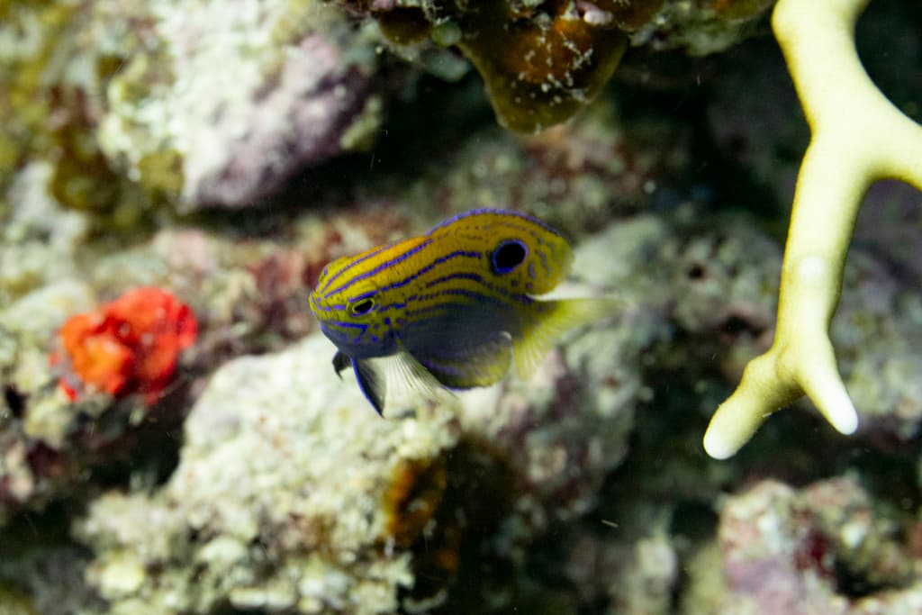 Ocellated Damselfish in a marine aquarium