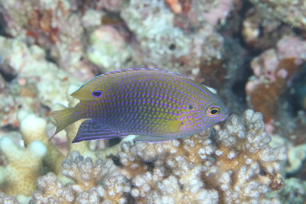 Ocellated Damselfish in a marine aquarium