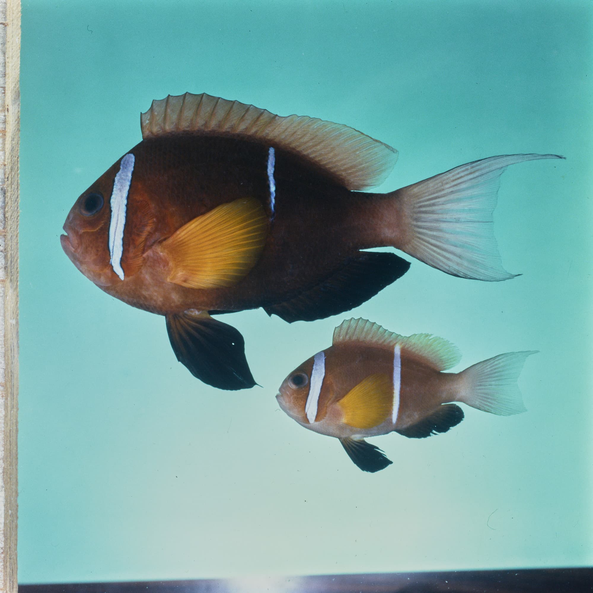 Oman Clownfish in a marine aquarium