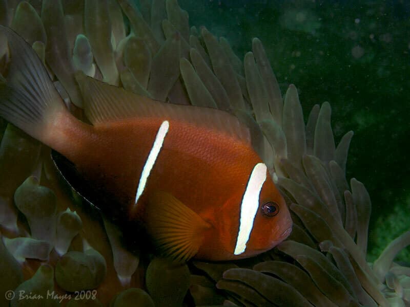 Oman Clownfish in a marine aquarium