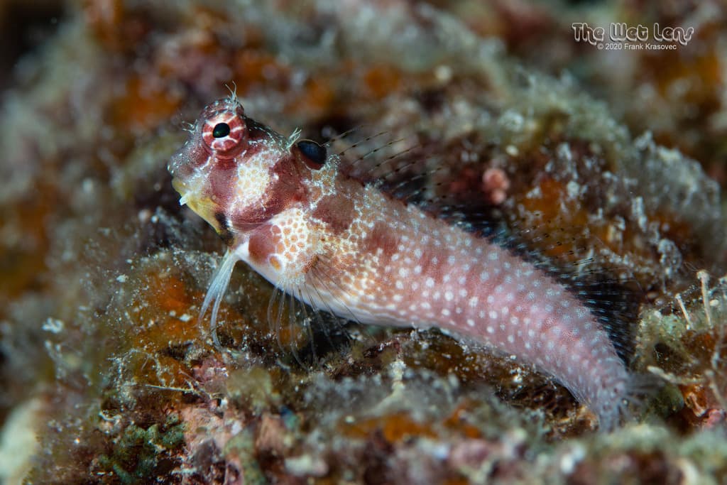 One Spot Blenny in a marine aquarium