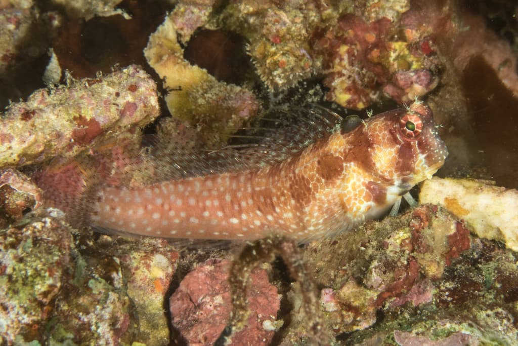 One Spot Blenny in a marine aquarium