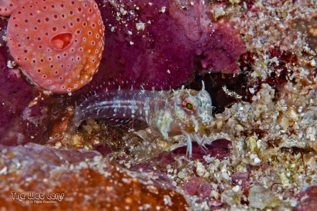 One Spot Blenny in a marine aquarium