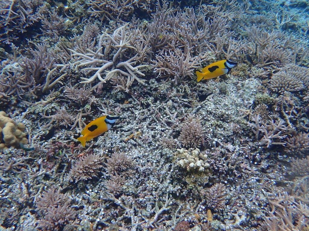 One Spot Foxface in a marine aquarium