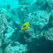 One Spot Foxface in a marine aquarium