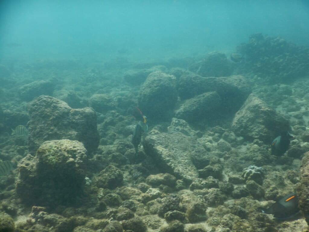 Orange Shoulder Tang in a marine aquarium