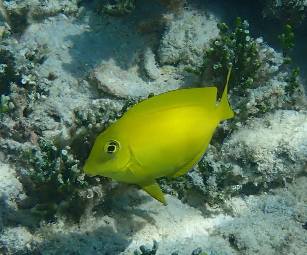 Orange Shoulder Tang in a marine aquarium