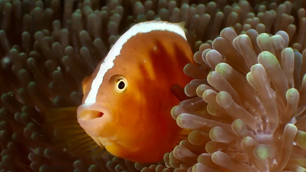Orange Skunk Clownfish in a marine aquarium