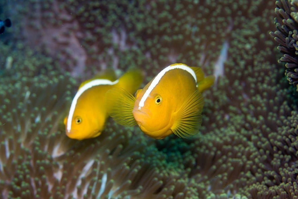 Orange Skunk Clownfish in a marine aquarium