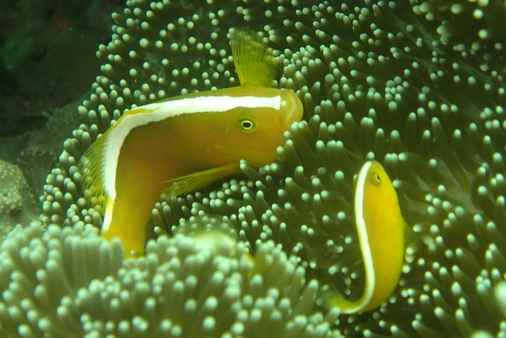 Orange Skunk Clownfish in a marine aquarium