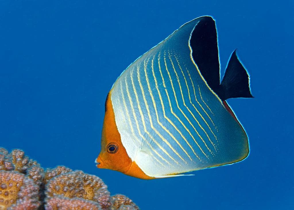 Orangeface Butterflyfish in a marine aquarium