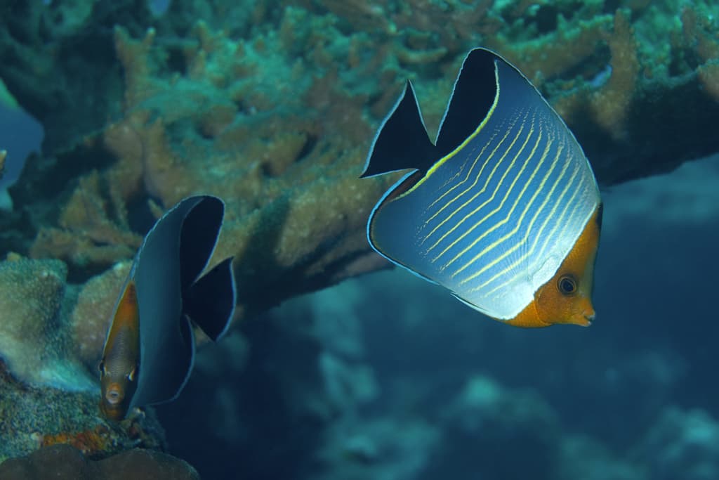 Orangeface Butterflyfish displaying its vivid orange face and gray body