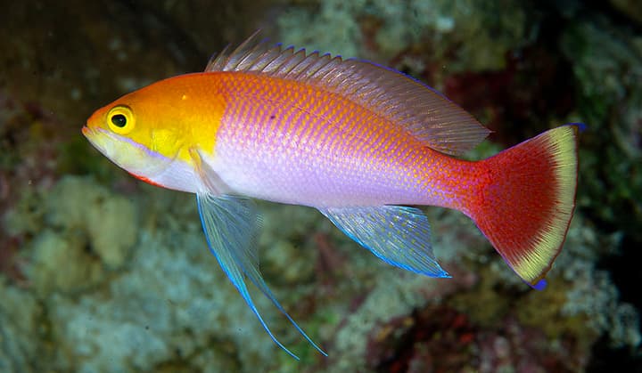Orangefin Anthias in a marine aquarium