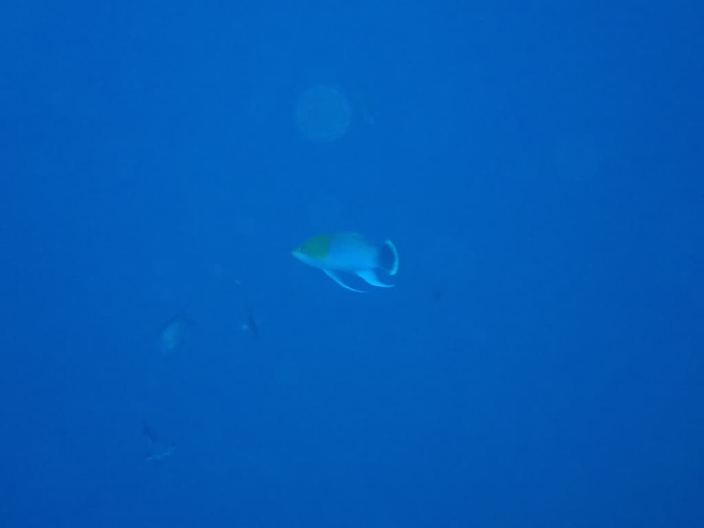 Orangefin Anthias in a marine aquarium