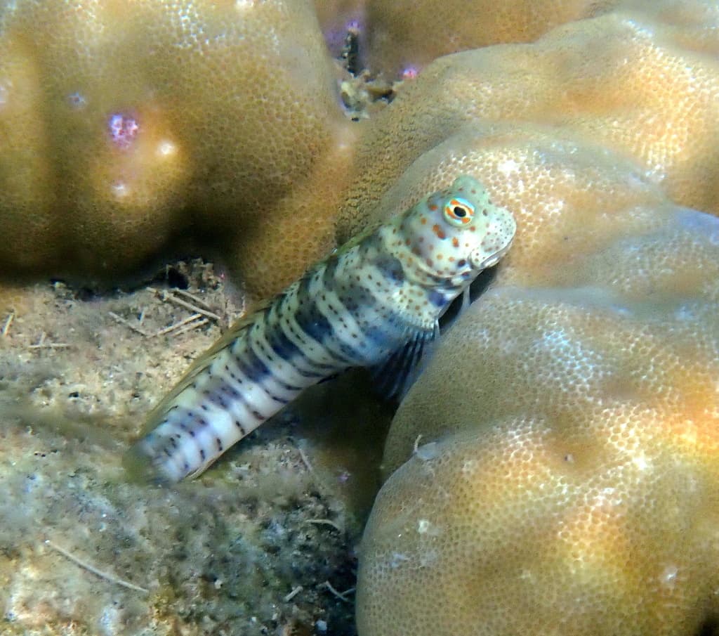 Orangespotted Blenny in a marine aquarium