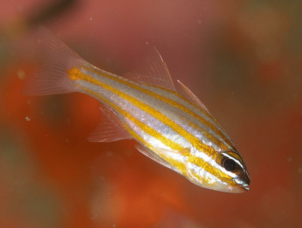 Orangethroat Cardinalfish with blue body and orange throat