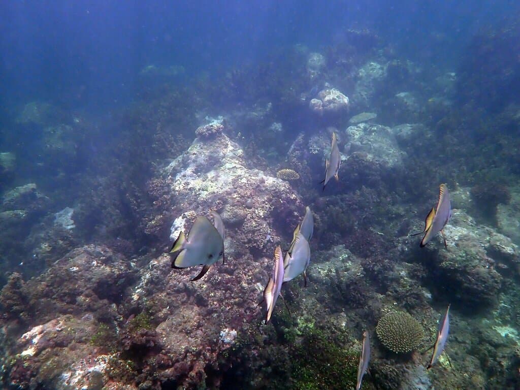 Orbicular Batfish swimming near a coral reef wall