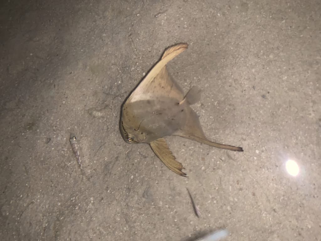 Batfish