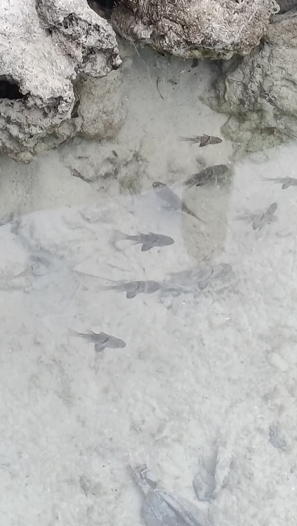 Orbiculate Cardinalfish in a marine aquarium