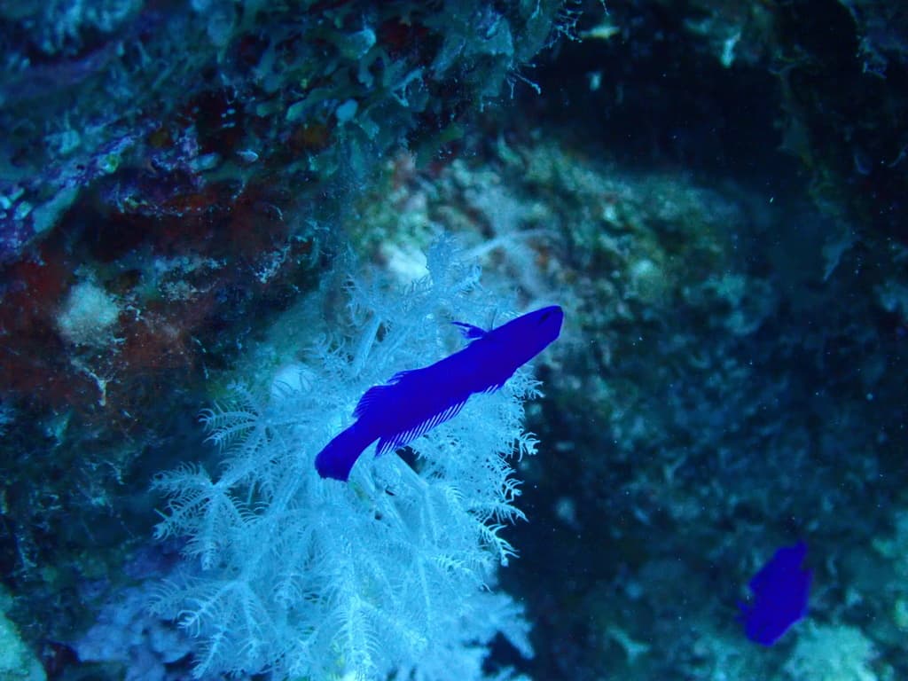 Orchid Dottyback in reef crevice