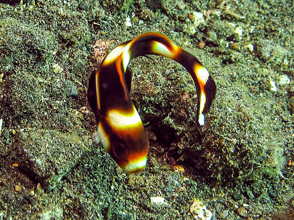 Oriental Sweetlips in a marine aquarium